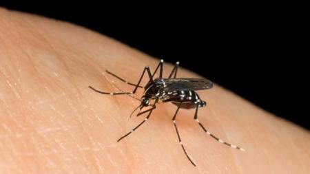 Febbre del Nilo, ricoverato a Oristano un 77enne di Santa Giusta