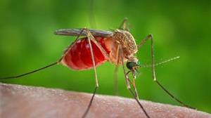 Che cosa è la febbre del Nilo: sintomi, cure e diagnosi