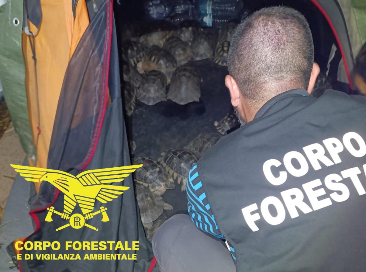Capo Coda Cavallo, nascondeva nella tenda da campeggio 54 tartarughe: denunciato