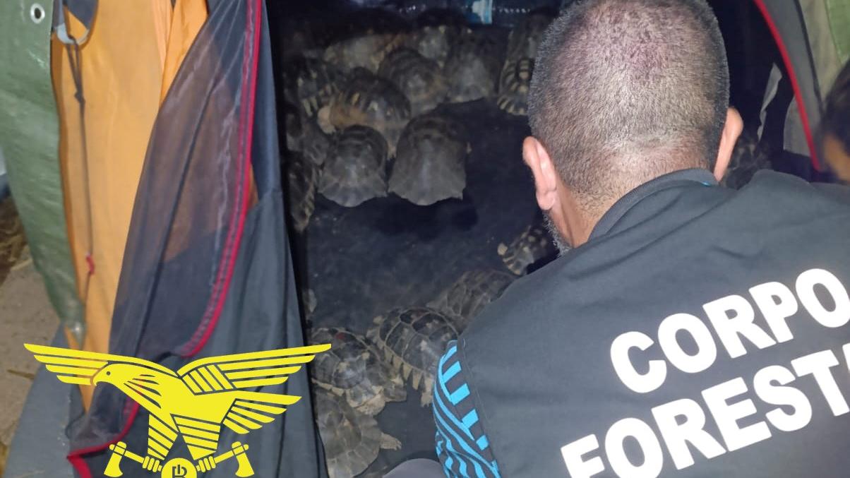 Capo Coda Cavallo, nascondeva nella tenda da campeggio 54 tartarughe: denunciato