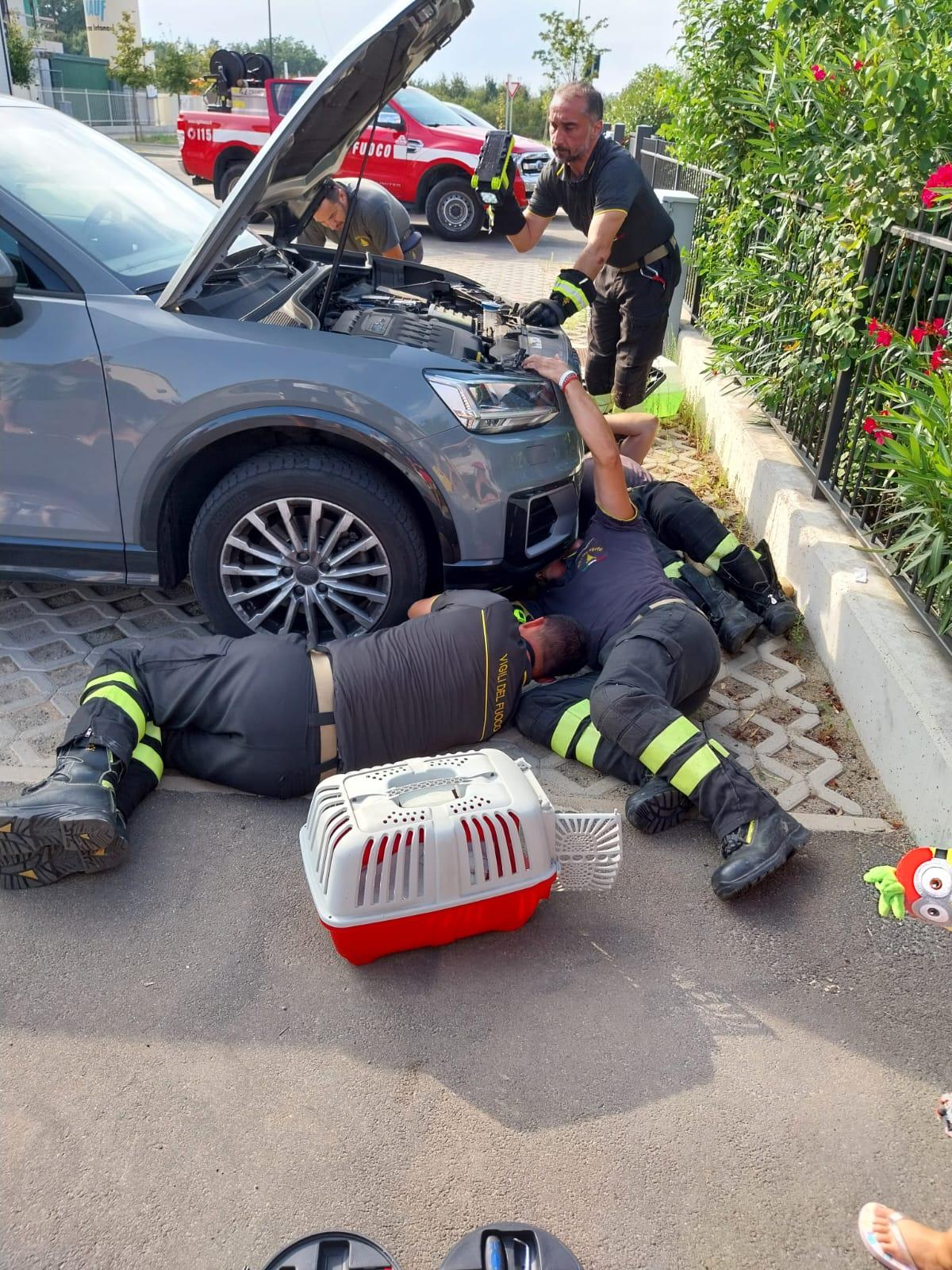 Gattino salvato dai pompieri