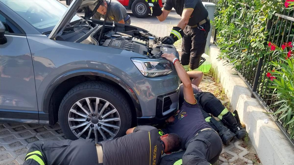 Gattino salvato dai pompieri