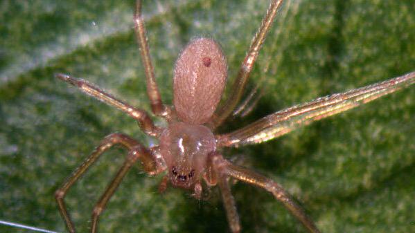 Anziano modenese morso dal ragno violino: ha rischiato di perdere la gamba