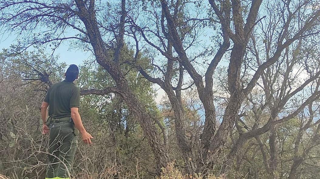 Foreste malate, gli ambientalisti: «Favorevoli a misure drastiche»