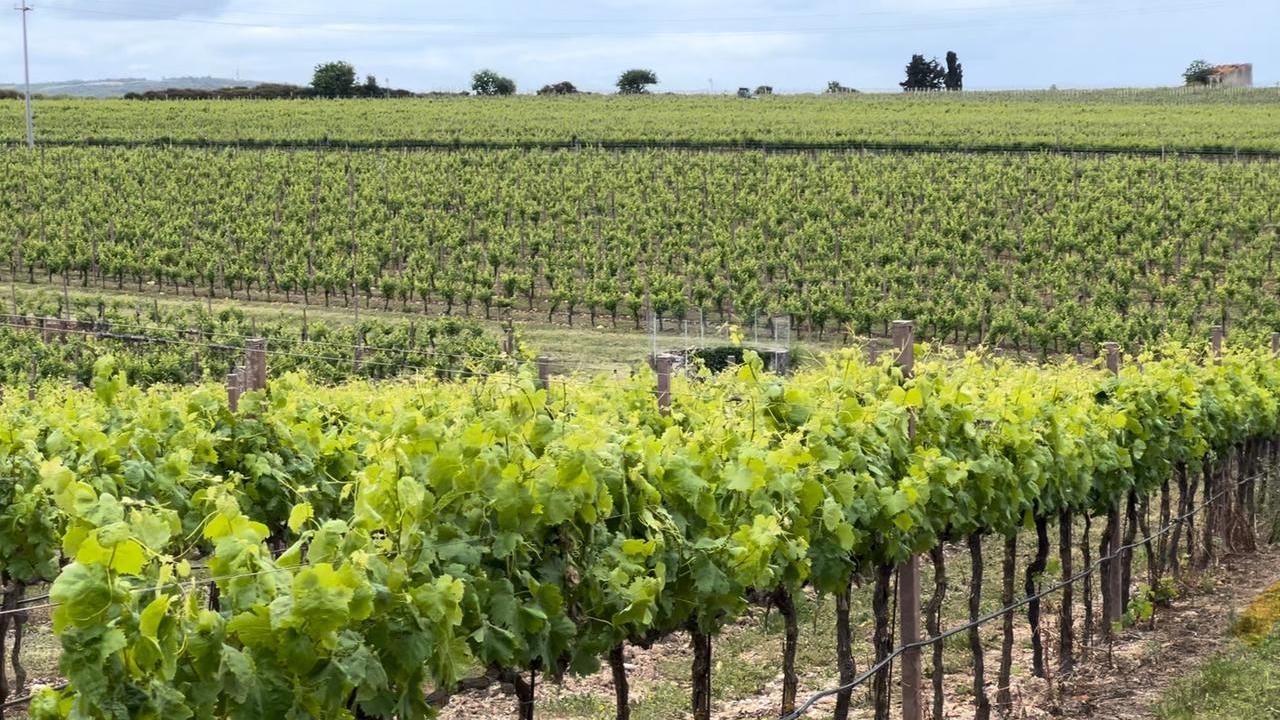 Una vigna dei poderi Parpinello