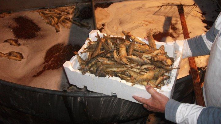 Una sagra della paranza 