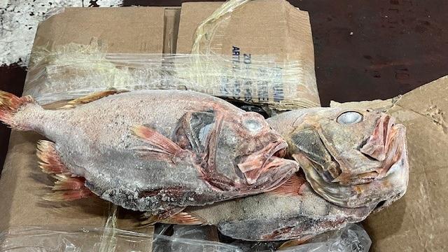 Sequestrati 770 chili di pesce avariato o non tracciato