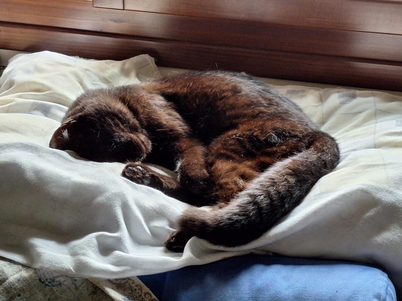 Comacchio, la gatta sta male di notte: salvata dal pronto intervento