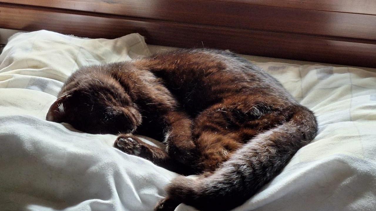 Comacchio, la gatta sta male di notte: salvata dal pronto intervento