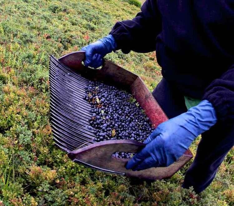 
	La raccolta dei mirtilli nella montagna pistoiese

