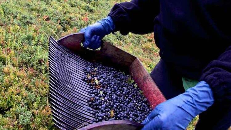 La raccolta dei mirtilli nella montagna pistoiese
