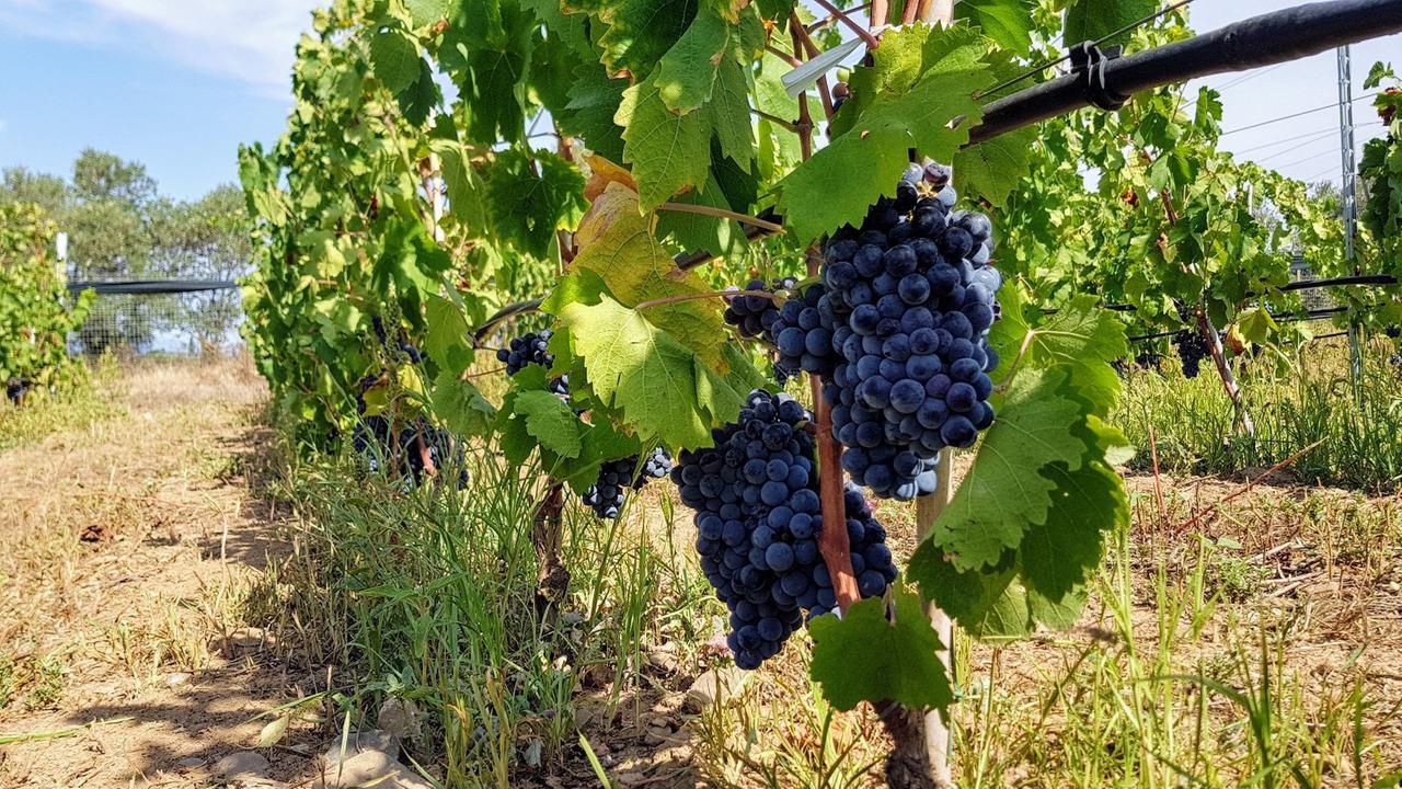 
	Il Monica dell'azienda Udus

