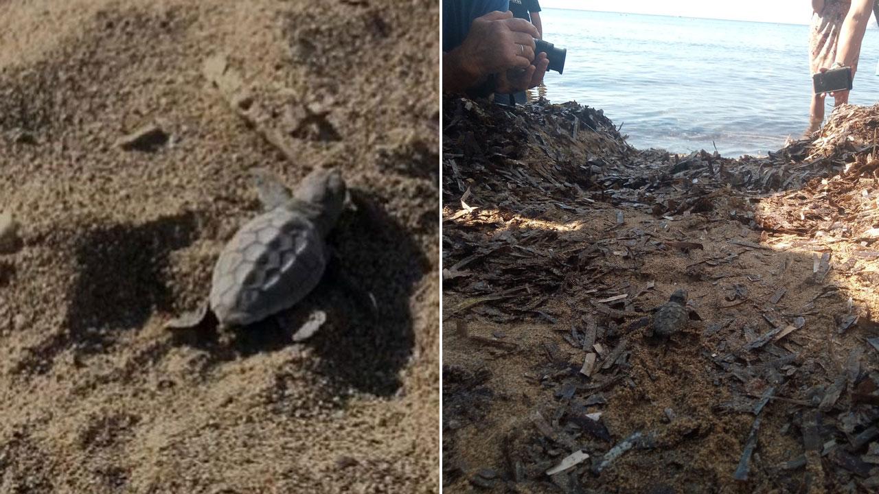 La tartaruga marina spaventata dai turisti: non fa il nido e scappa dalla spiaggia