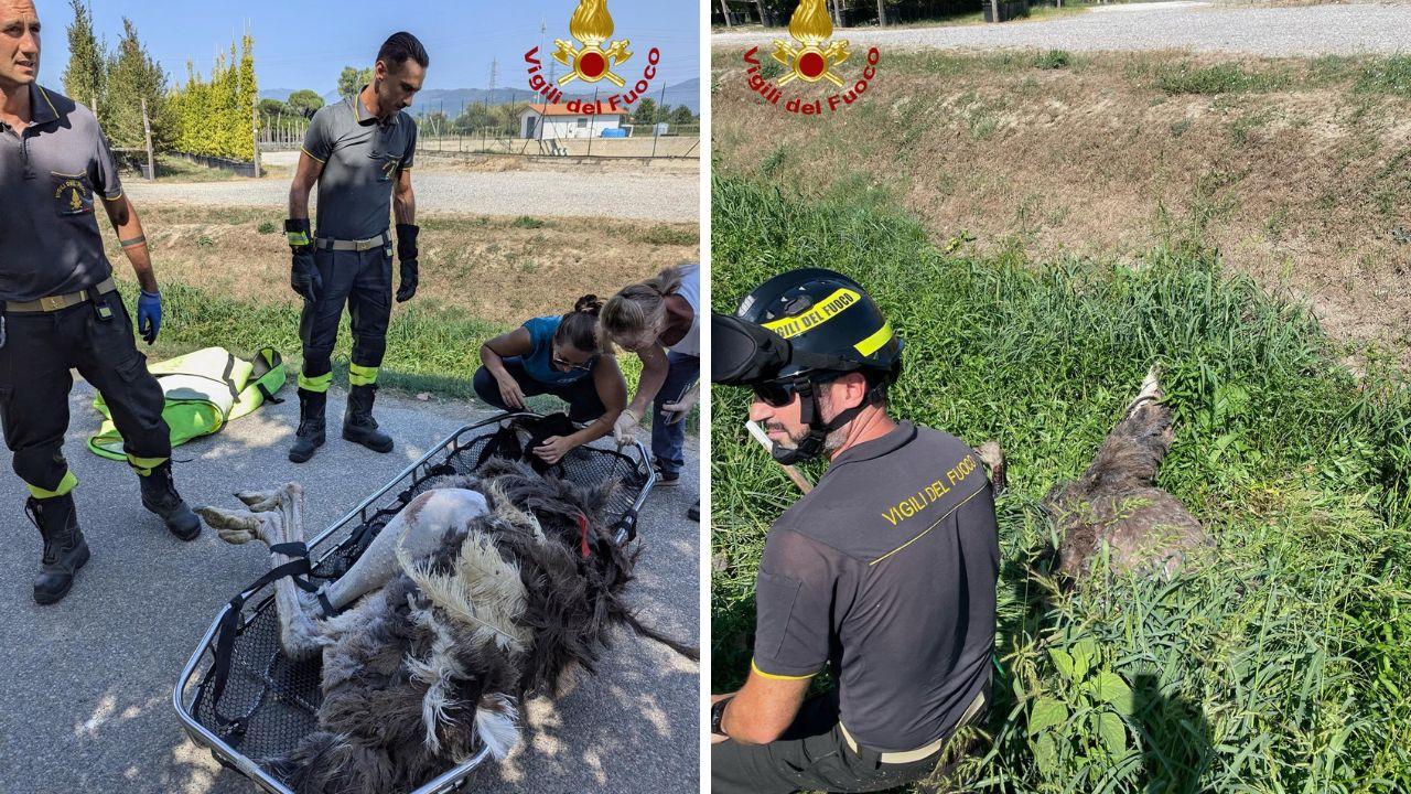 
	Vigili del fuoco e veterinarie durante il soccorso allo struzzo ferito

