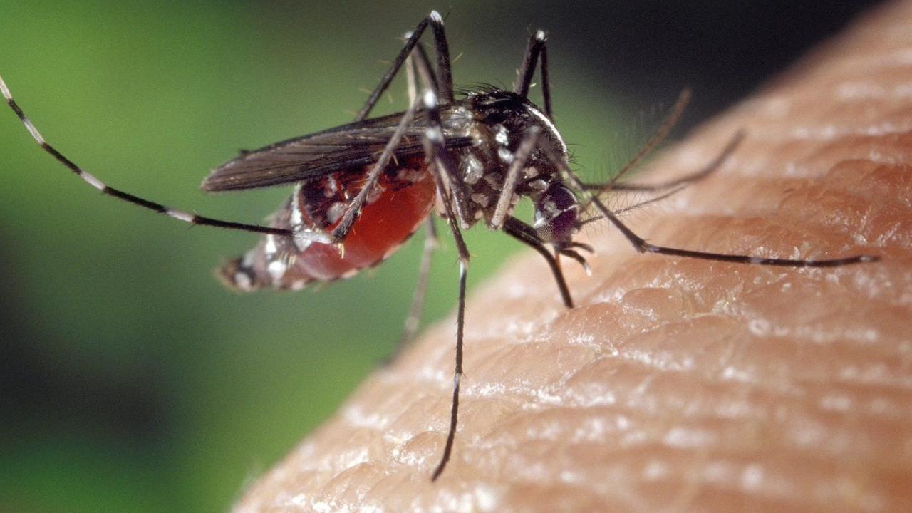 Sospetto caso di Dengue, via alla disinfestazione in centro a Modena