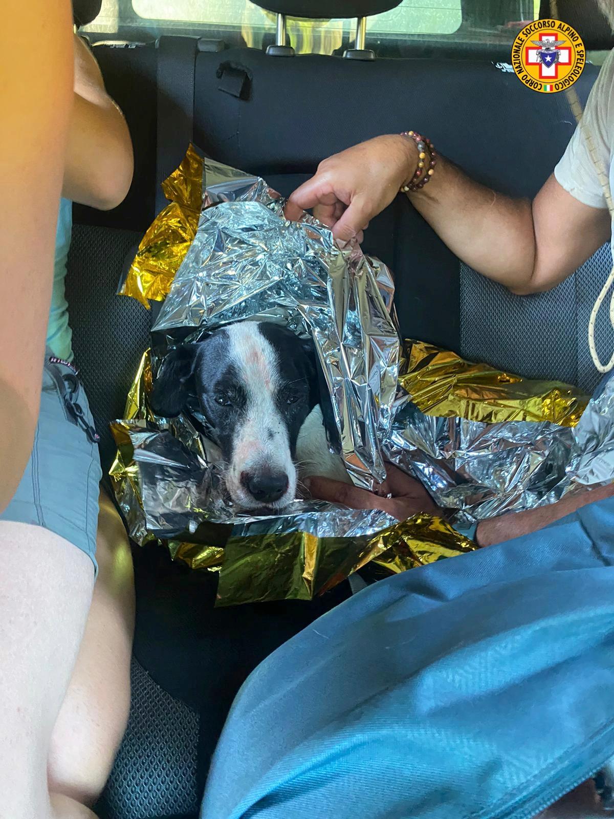 Il cane Zenith precipita nella scarpata e resta ferito: arriva il Soccorso alpino