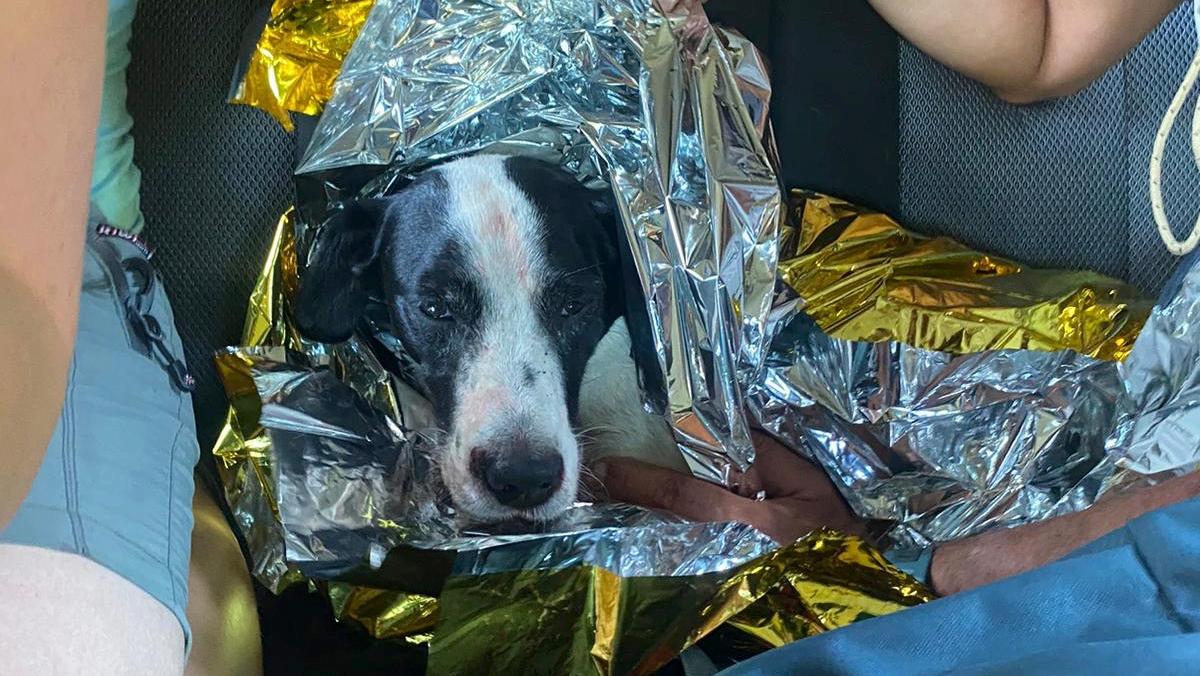 Il cane Zenith precipita nella scarpata e resta ferito: arriva il Soccorso alpino