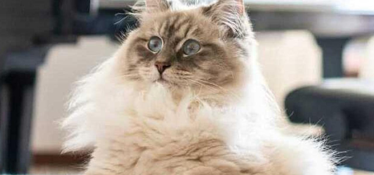 Milò, il gatto scomparso da via Pergolesi