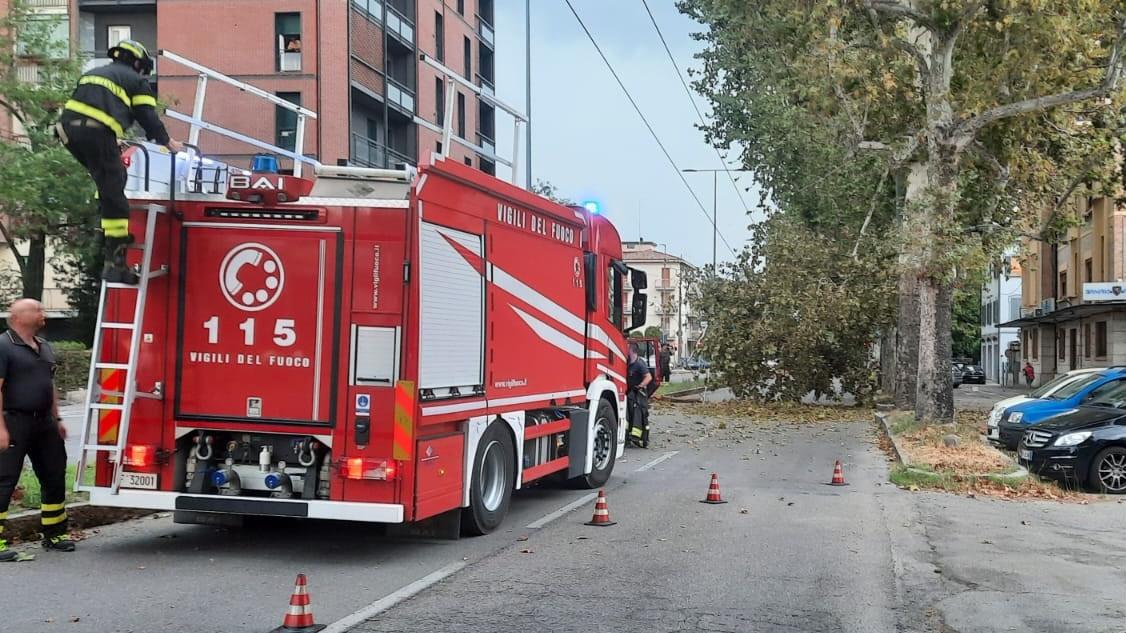 Maltempo a Modena, il vento fortissimo abbatte un albero in via Giardini
