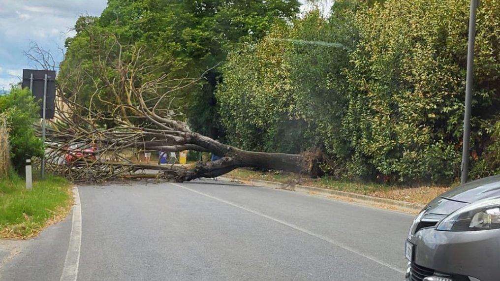 Maltempo, anche a Carpi e Campogalliano alberi abbattuti dalle raffiche di vento