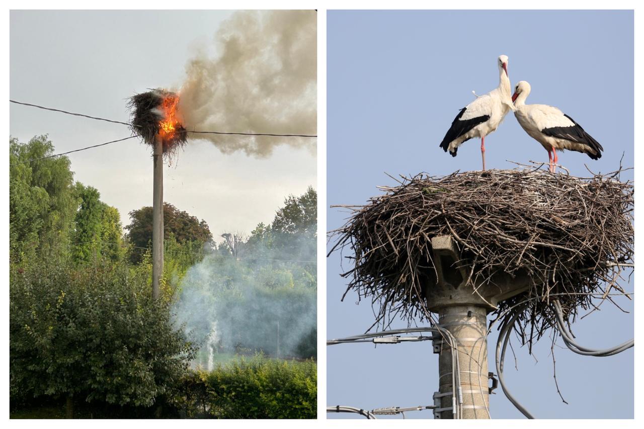 A fuoco il nido delle cicogne di Gavasseto: è stato colpito da un fulmine