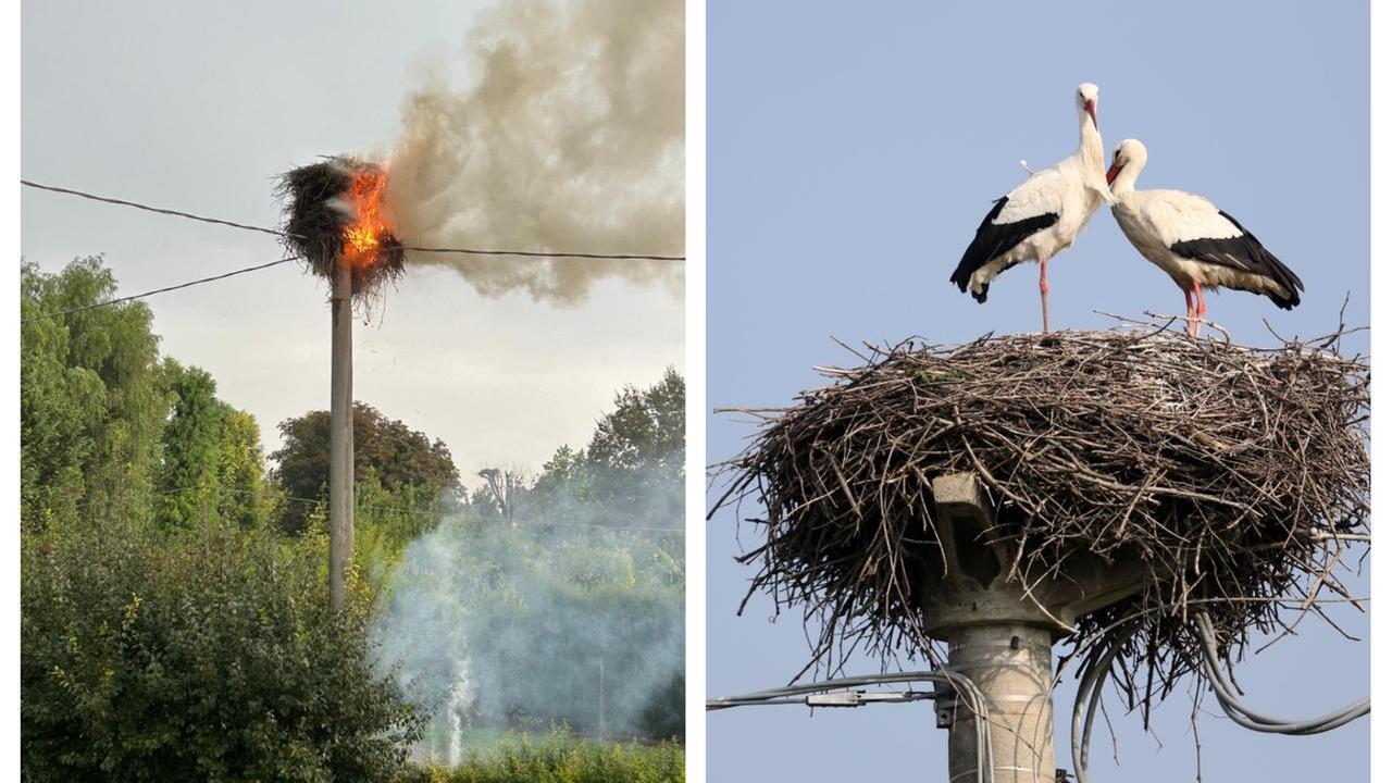 Maltempo, un fulmine distrugge il nido delle cicogne di Gavasseto