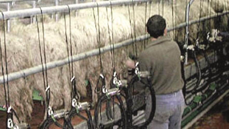 Il mestiere del pastore cambia: «Ha bisogno dell’apporto dei giovani»