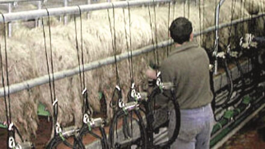 Il mestiere del pastore cambia: «Ha bisogno dell’apporto dei giovani»