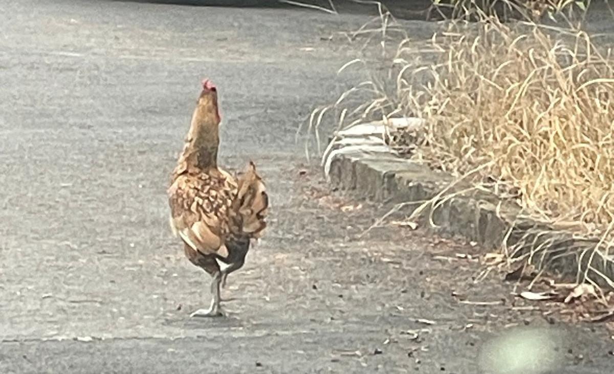 Lo strano caso del galletto che scorrazza al parco Amendola di Modena