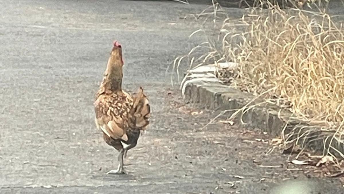 Lo strano caso del galletto che scorrazza al parco Amendola di Modena