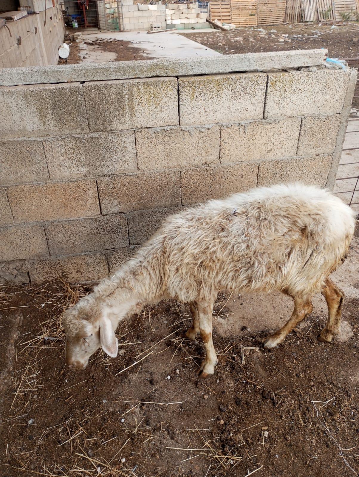 Incubo lingua blu anche nell’Oristanese: coinvolti 44 Comuni