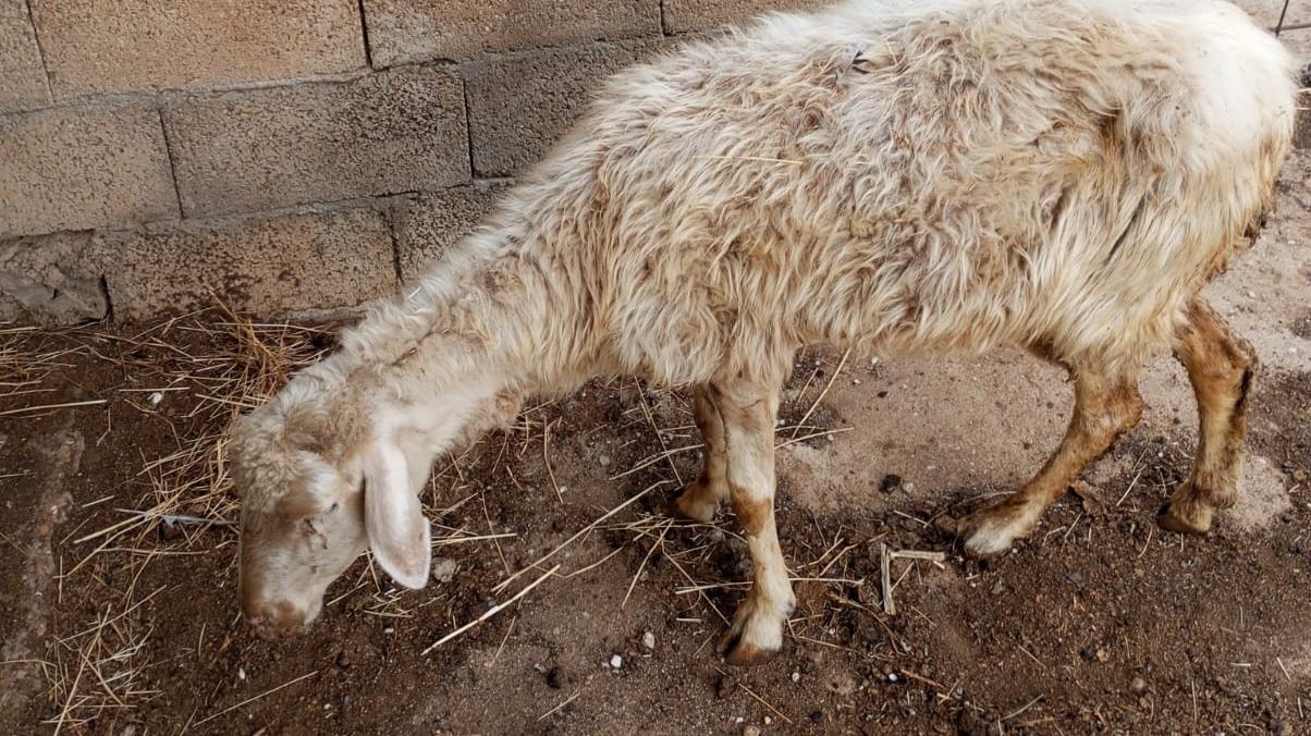 Incubo lingua blu anche nell’Oristanese: coinvolti 44 Comuni