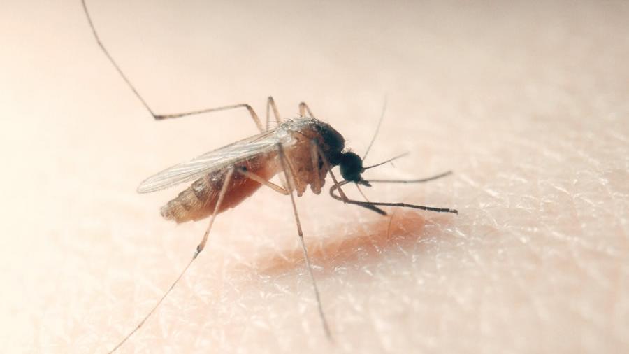 West Nile, secondo morto a Modena: è un uomo di 67 anni