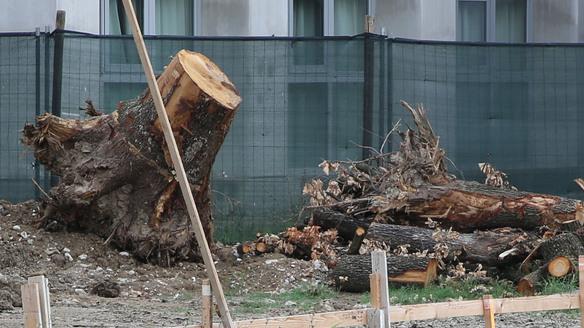 Rimossa la quercia di via Rosselli «Centinaia di firme ignorate»