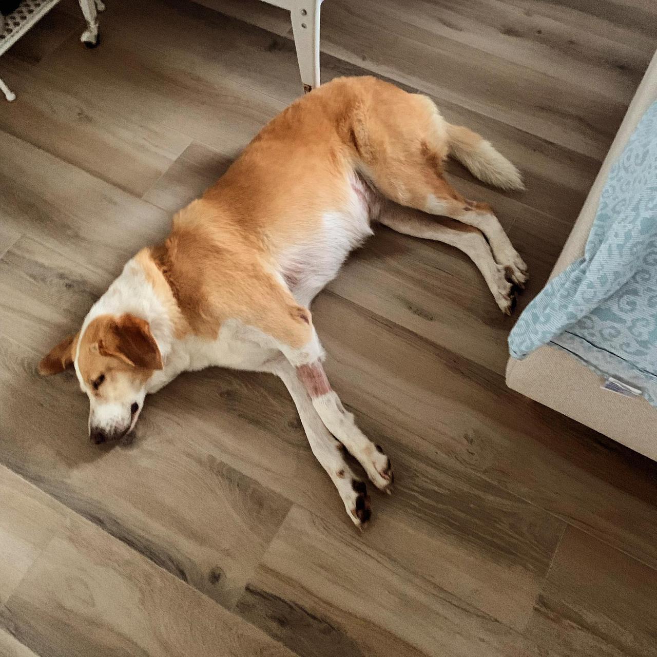 Modena, cane mangia cocaina al parco: salvato dopo una corsa disperata