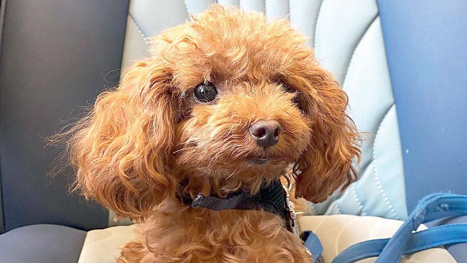 
	Cibe, la cagnolina ritrovata all&rsquo;Elba ha riabbracciato la sua padrona dopo alcune settimane dalla sua scomparsa

