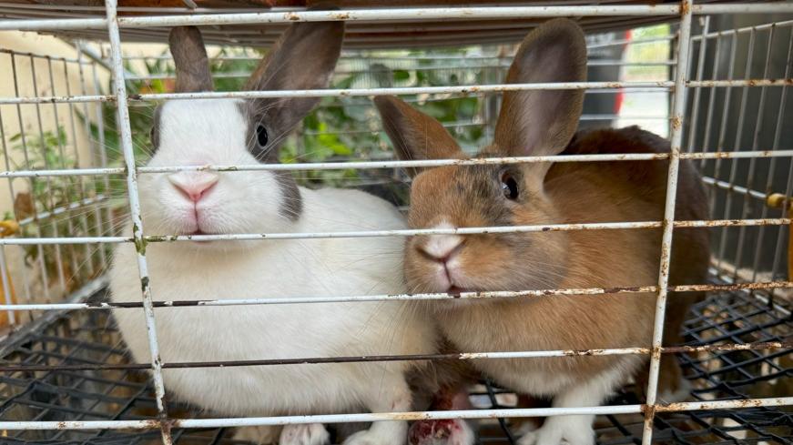 Prato, la Lav recupera due conigliette denutrite