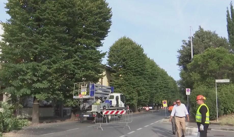 Prato, termina in anticipo l’abbattimento dei tigli: riaperta via Firenze