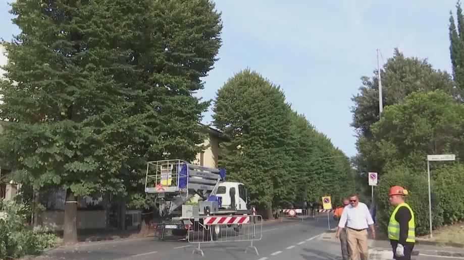 Prato, termina in anticipo l’abbattimento dei tigli: riaperta via Firenze