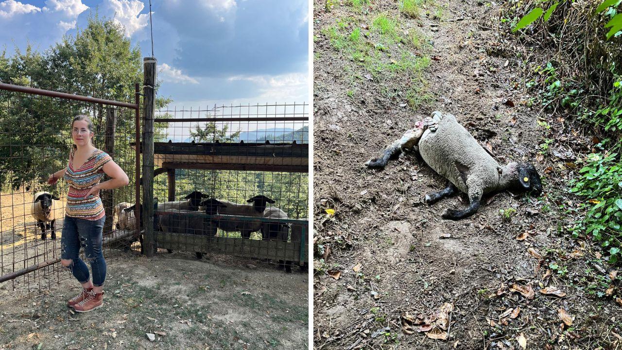 Silvia accanto alle pecore di razza Suffolk e un capo ucciso dai lupi