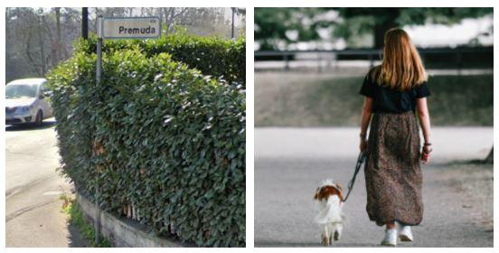 Allarme bocconi avvelenati in via Premuda