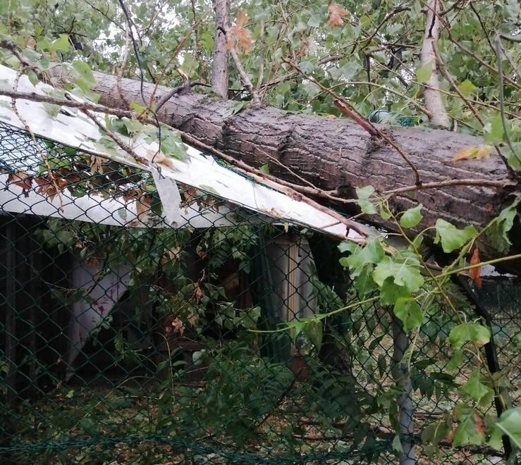 Canile e gattile di Carpi distrutti dal maltempo: «Danni per migliaia di euro, aiutateci»