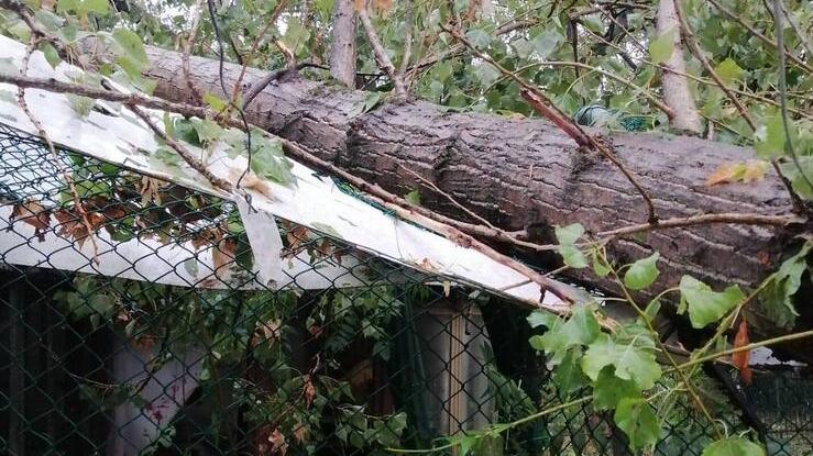 Canile e gattile di Carpi distrutti dal maltempo: «Danni per migliaia di euro, aiutateci»