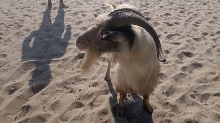 Al Lido di Orrì arriva un caprone tra i bagnanti