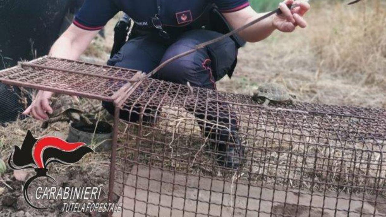 L'intervento della Forestale