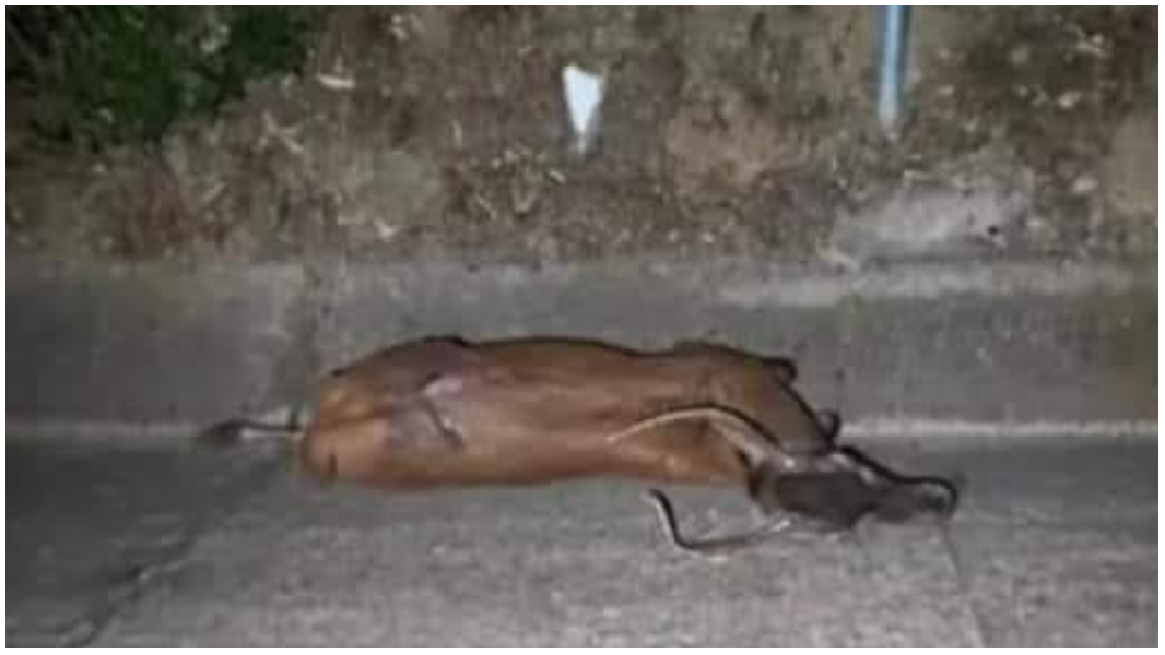 Investono un cervo a Castiadas: l’animale muore, ferite lievi per le ragazze nell’auto