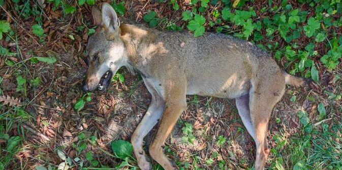 Lupo trovato ucciso con un foro di arma da fuoco