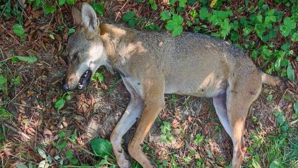 Lupo trovato ucciso con un foro di arma da fuoco