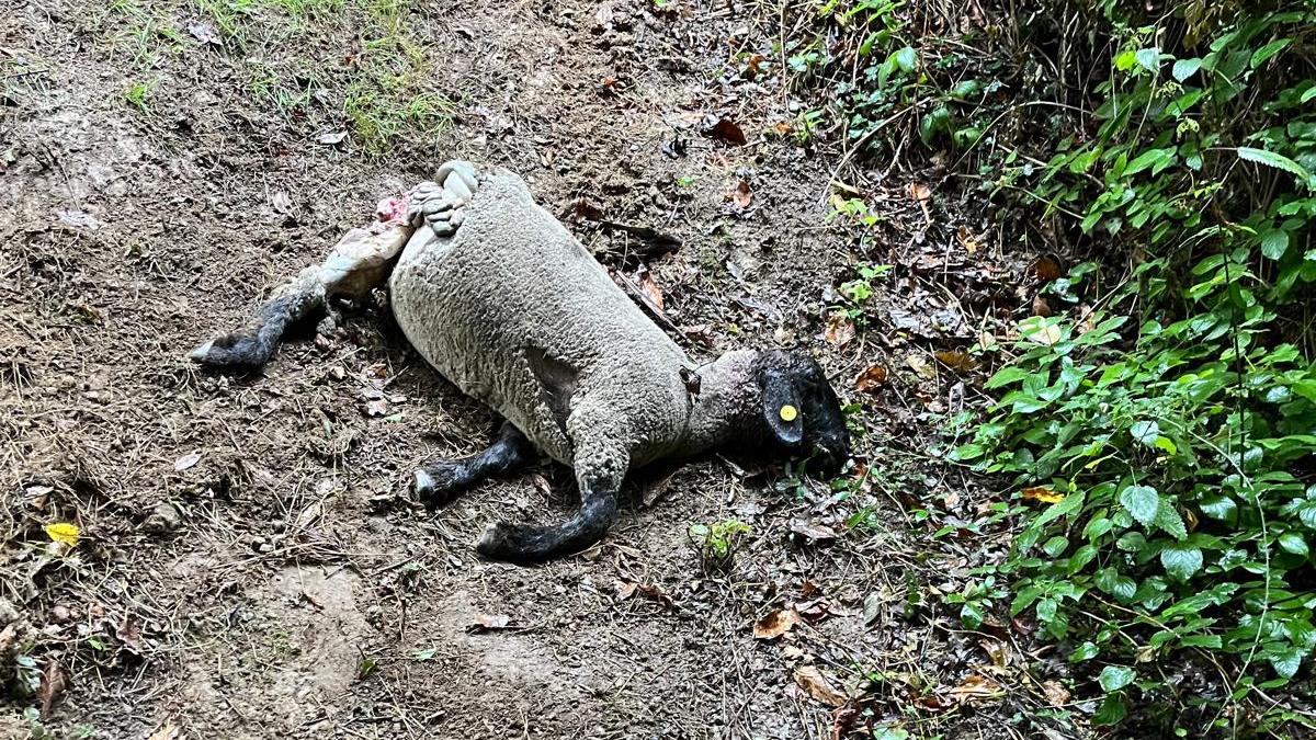 Una delle pecore uccise dai lupi a Montepiano