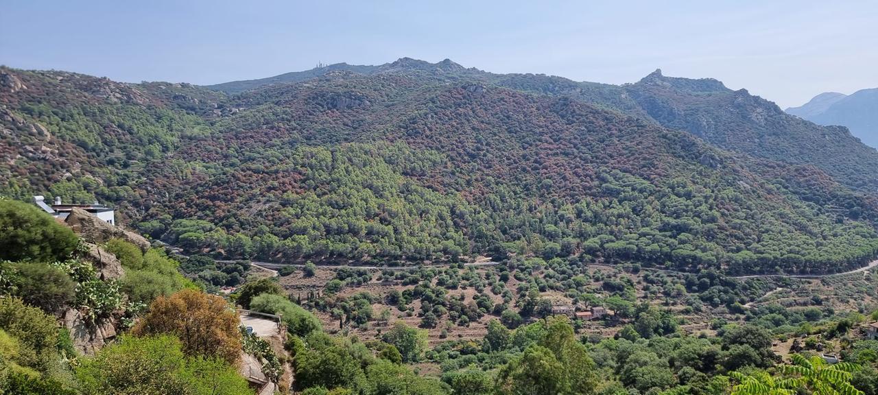 
	Il fenomeno del disseccamento sul monte Ortobene (foto Massimo Locci)

